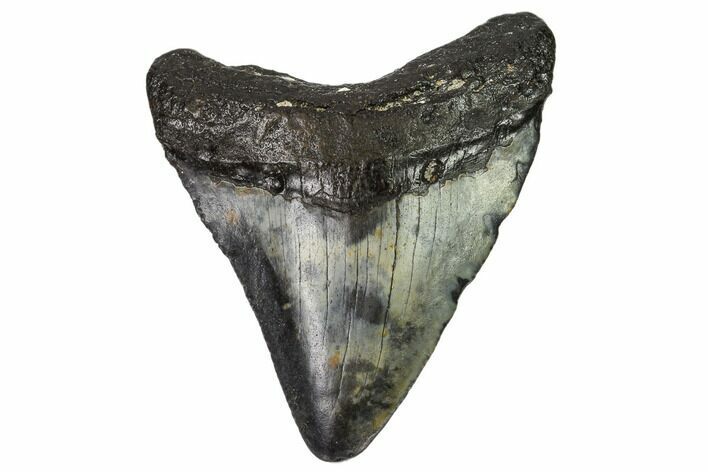 Fossil Megalodon Tooth - North Carolina #109062